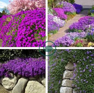 Aubrieta Cultorum 200 Seeds
