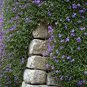 Aubrieta Cultorum 200 Seeds