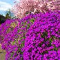 Aubrieta Cultorum 200 Seeds