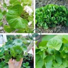Gotu kola 40 Seeds