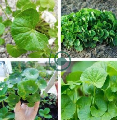 Gotu kola 40 Seeds