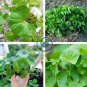 Gotu kola 40 Seeds