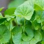 Gotu kola 40 Seeds