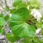 Gotu kola 40 Seeds