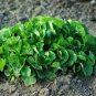 Gotu kola 40 Seeds