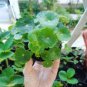 Gotu kola 40 Seeds