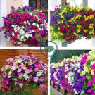 Hanging Petunia  Mixed 400 Seeds