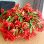 Schlumbergera Flores Christmas Cactus Plant Seeds Mixed Flowers 200 Seeds
