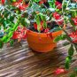 Schlumbergera Flores Christmas Cactus Plant Seeds Mixed Flowers 200 Seeds