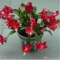 Schlumbergera Flores Christmas Cactus Plant Seeds Mixed Flowers 200 Seeds