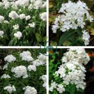 Garden Plants Outdoor Perennial Phlox Bonsai 400 Seeds