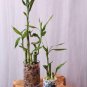 Lucky Bamboo Bonsai Small Potted 20 Seeds