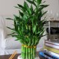 Lucky Bamboo Bonsai Small Potted 20 Seeds