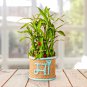 Lucky Bamboo Bonsai Small Potted 20 Seeds