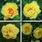 Chinese Peony Bright Yellow Double Flowers 40 Seeds