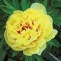 Chinese Peony Bright Yellow Double Flowers 40 Seeds