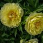 Chinese Peony Bright Yellow Double Flowers 40 Seeds