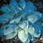 Jardin Lily Flower Shade Hosta Flower 200 Seeds