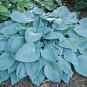 Jardin Lily Flower Shade Hosta Flower 200 Seeds