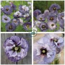 Amazing Grey Corn Poppy Flower 400 Seeds