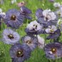 Amazing Grey Corn Poppy Flower 400 Seeds