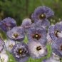 Amazing Grey Corn Poppy Flower 400 Seeds