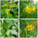 Chipilin Guatemalan Vegetable 40 Seeds