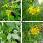 Chipilin Guatemalan Vegetable 40 Seeds