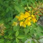 Chipilin Guatemalan Vegetable 40 Seeds