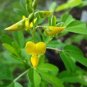 Chipilin Guatemalan Vegetable 40 Seeds