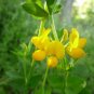 Chipilin Guatemalan Vegetable 40 Seeds