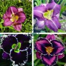 Hybrid Daylily Flower 300 Seeds