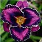 Hybrid Daylily Flower 300 Seeds