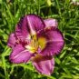 Hybrid Daylily Flower 300 Seeds