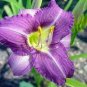 Hybrid Daylily Flower 300 Seeds