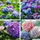Champagne Hydrangea 40 Seeds