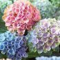 Champagne Hydrangea 40 Seeds