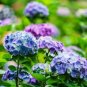 Champagne Hydrangea 40 Seeds