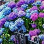Champagne Hydrangea 40 Seeds