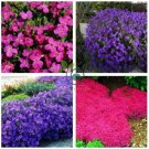 Mixed Creeping Thyme Seeds Cress Rock 400 Seeds