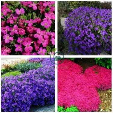 Mixed Creeping Thyme Seeds Cress Rock 400 Seeds
