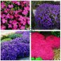 Mixed Creeping Thyme Seeds Cress Rock 400 Seeds