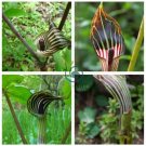 Jack in The Pulpit 60 Seeds