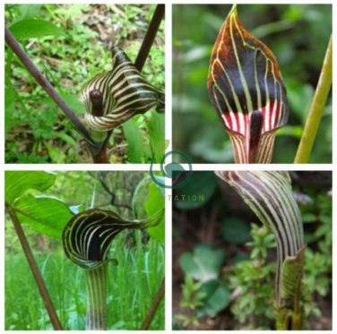 Jack in The Pulpit 60 Seeds