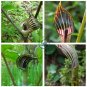Jack in The Pulpit 60 Seeds