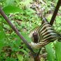 Jack in The Pulpit 60 Seeds
