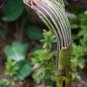 Jack in The Pulpit 60 Seeds