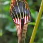 Jack in The Pulpit 60 Seeds