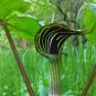 Jack in The Pulpit 60 Seeds