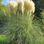 Pampas Grass 1000 Seeds